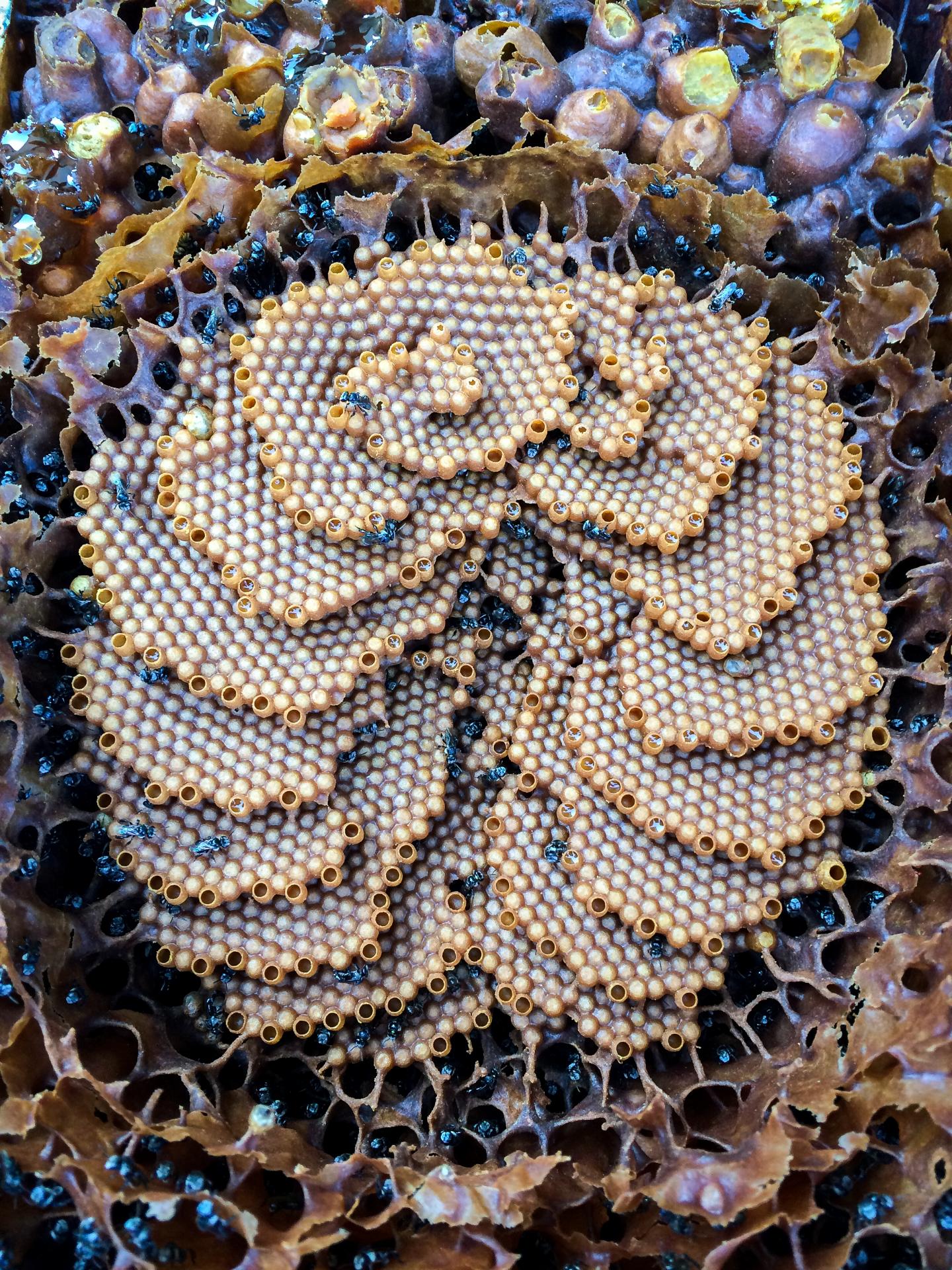 Australian Native Stingless Bee Tetragonula carbonaria Brood