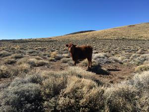 Global study led by KAUST highlights the impact of livestock grazing in arid lands