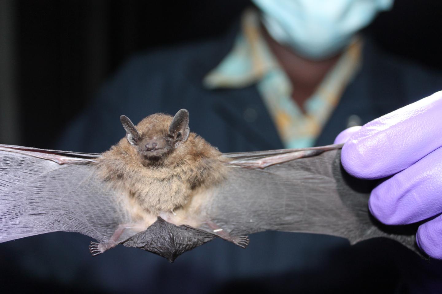 Dusky Pipistrelle Bat