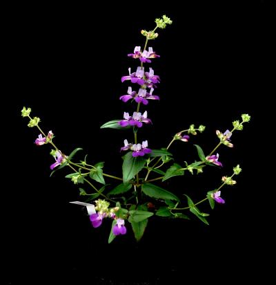 <i>Collinsia heterphylla</i>