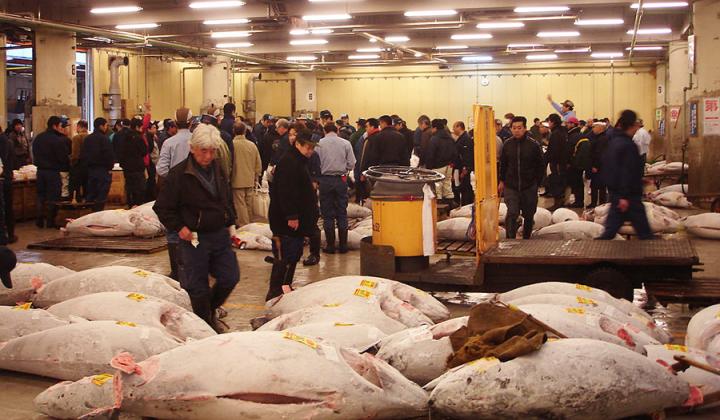 Tuna at the Tsukiji Fish Market in Japan