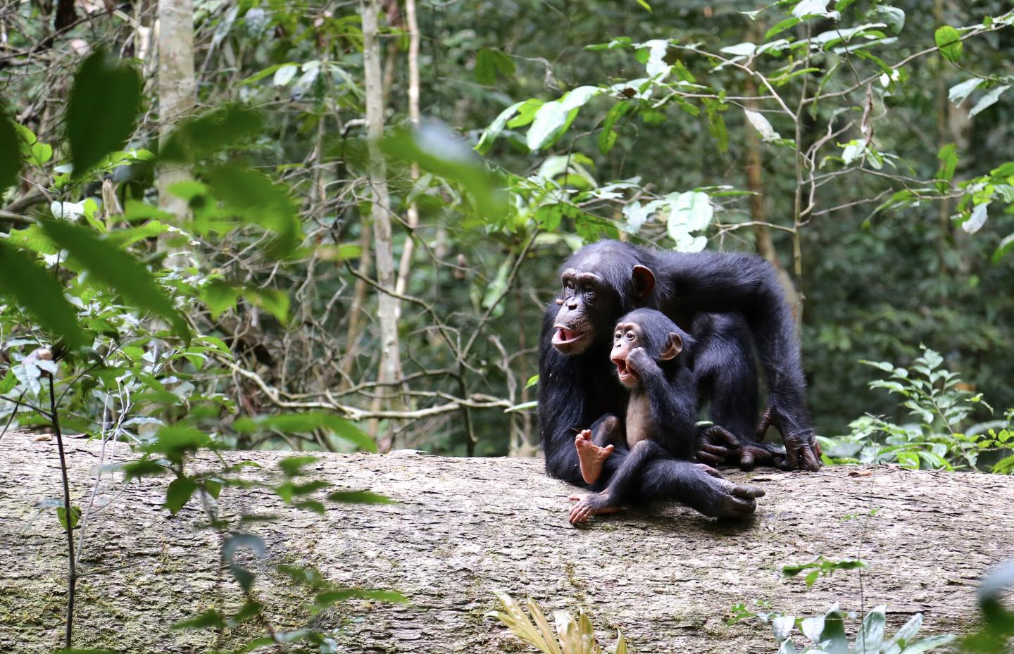 Chimpanzee Mother and Offspring
