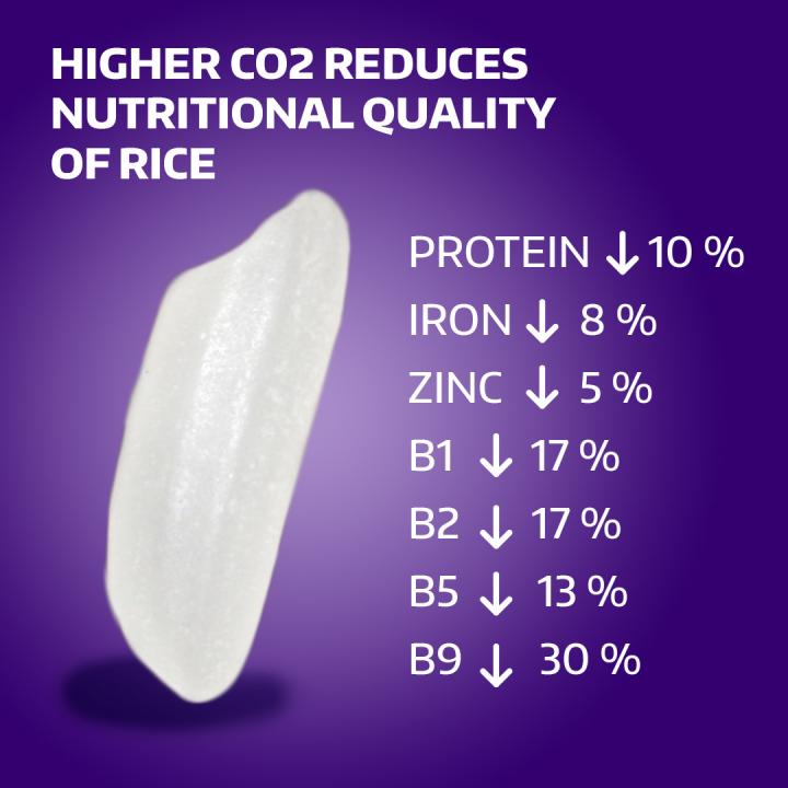 Rice's Nutritional Value Decreases in Higher CO<sub>2</sub> Concentrations (4 of 5)