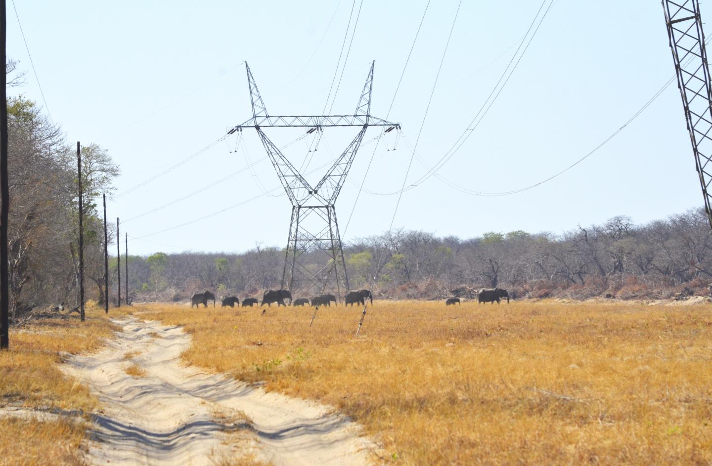 Elephants and Powerlines