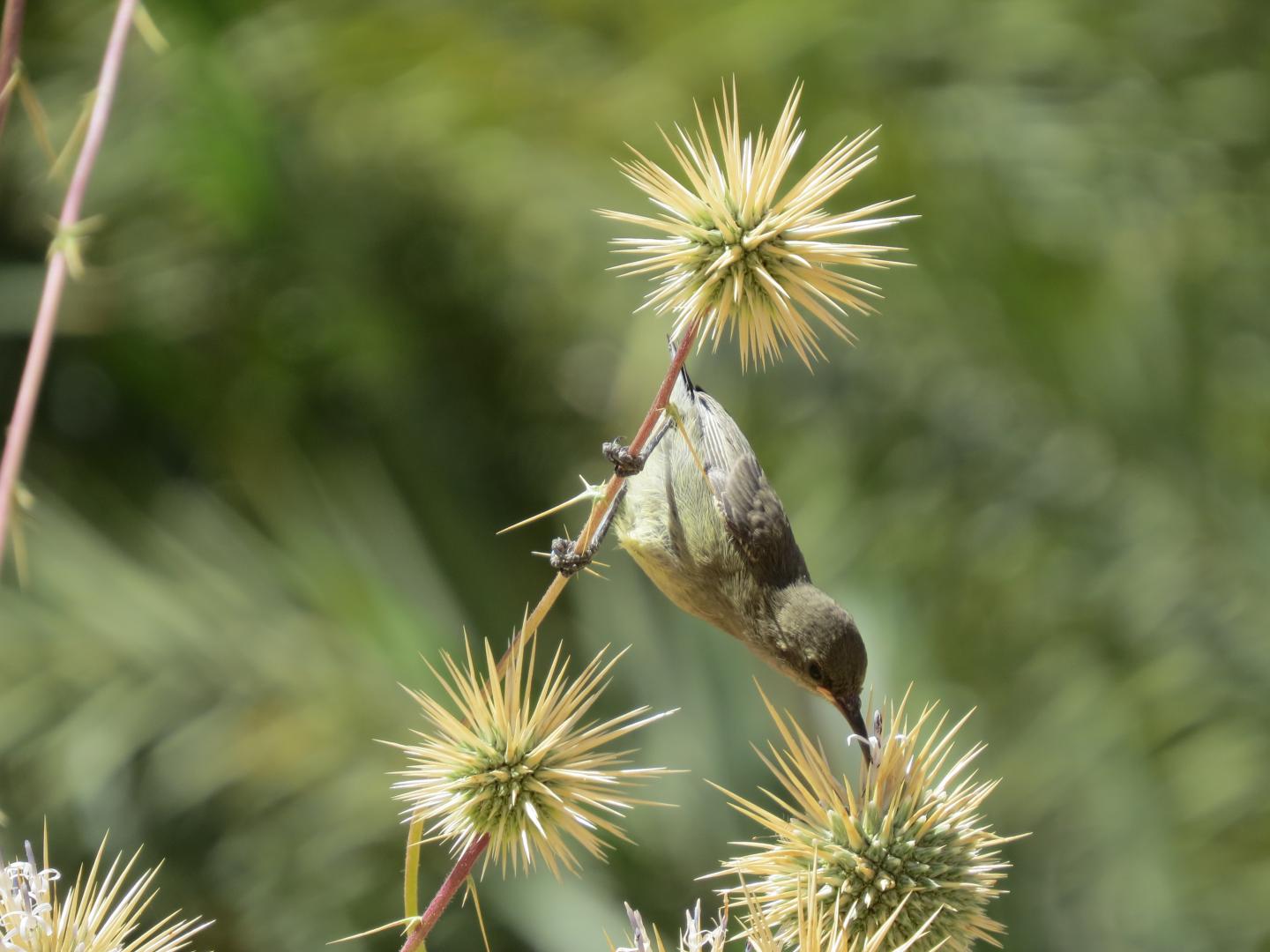 Palestinian Sunbird Feeding in Saudi Arabia