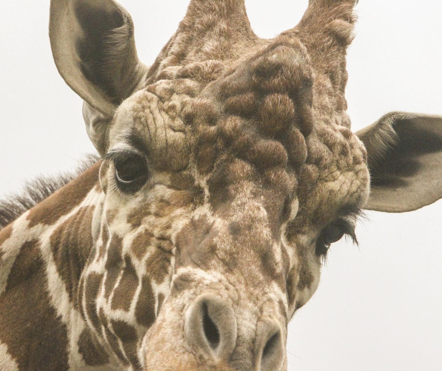 giraffe eyes close up