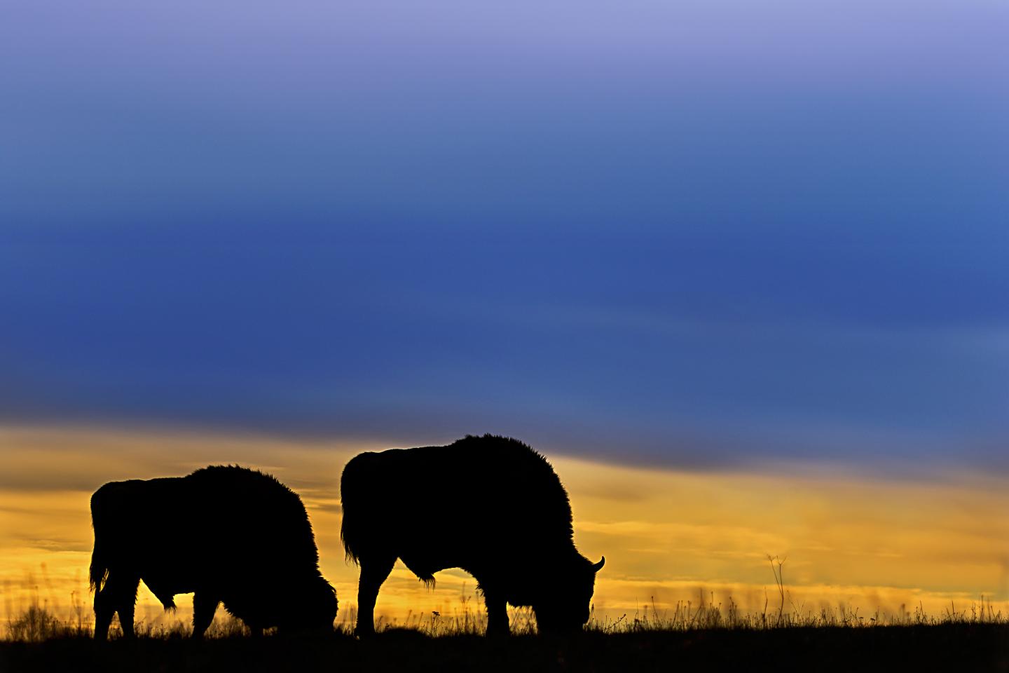 Wisent Gene Selection