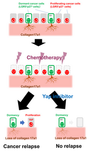 Preventing cancer relapse through YAP inhibition