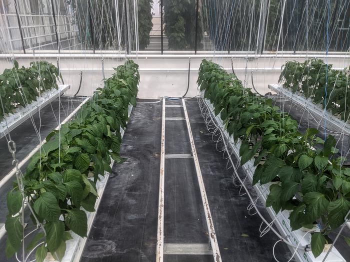 Rows of bell peppers at Agriculture and Agri-Food Canada's Harrow Research and Development Centre, Harrow, Ontario