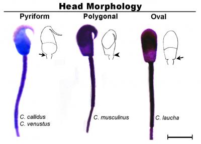 Sperm Shapes