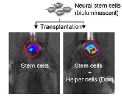 Stem Cell Survival