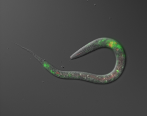 Nematode worm