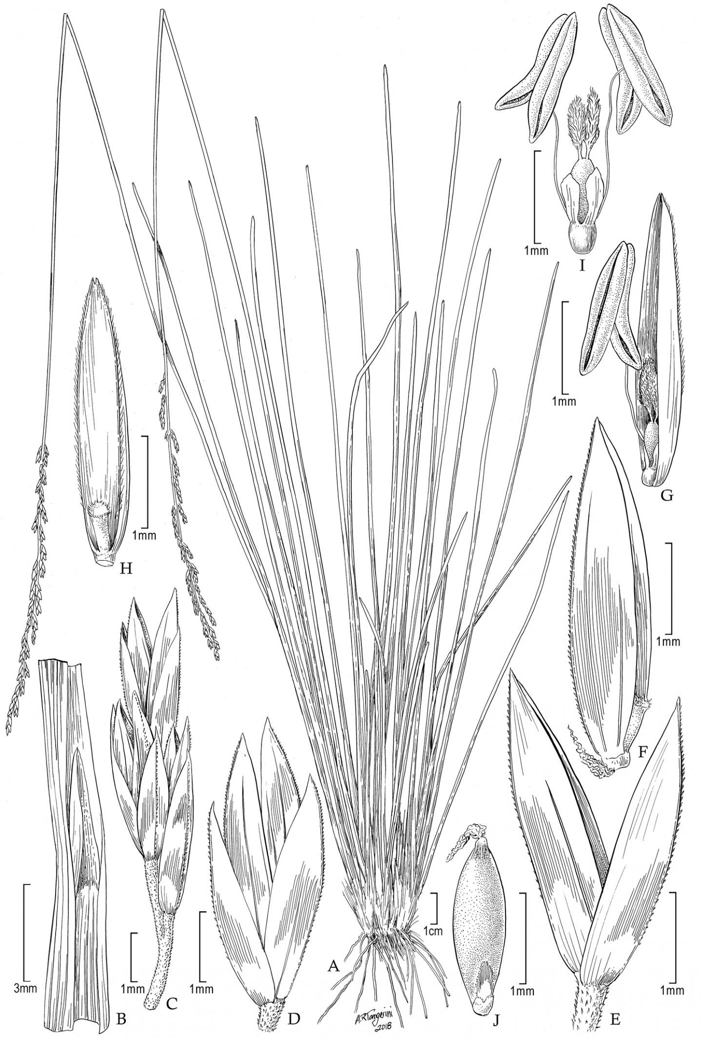 <i>P. laegaardiana</i>