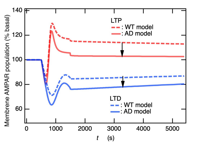 AMPAR trafficking pathway for long term potentiation and differentiation in Alzhiemers disease animal models