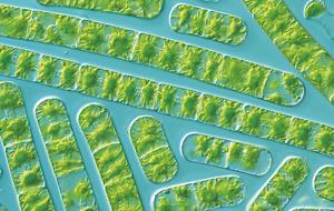 The star-shaped algae Zygnema circumcarinatum shows similar stress reactions to the moss (microscope image).