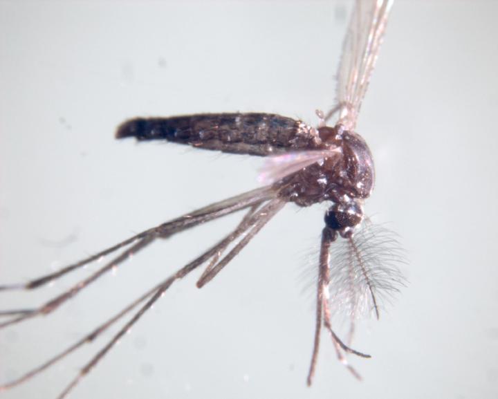 Male Aedes aegypti.