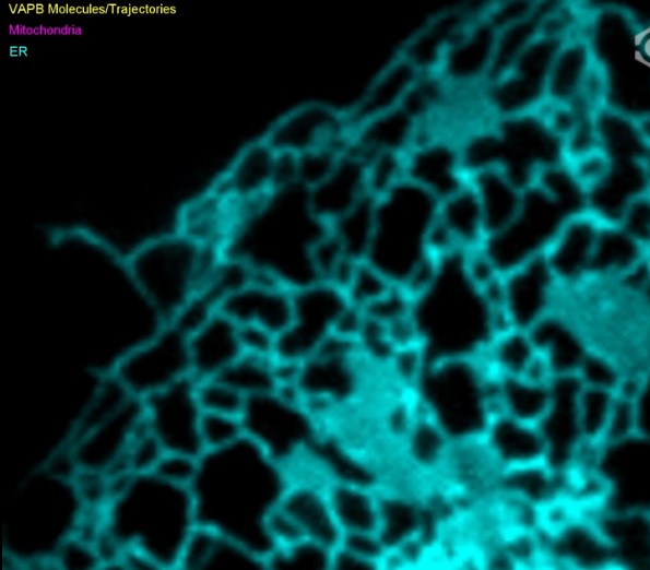 Single particle tracking-photoactivation localization microscopy (sptPALM) follows the motion of individual tether molecules, while simultaneously capturing the location of the ER and mitochondria