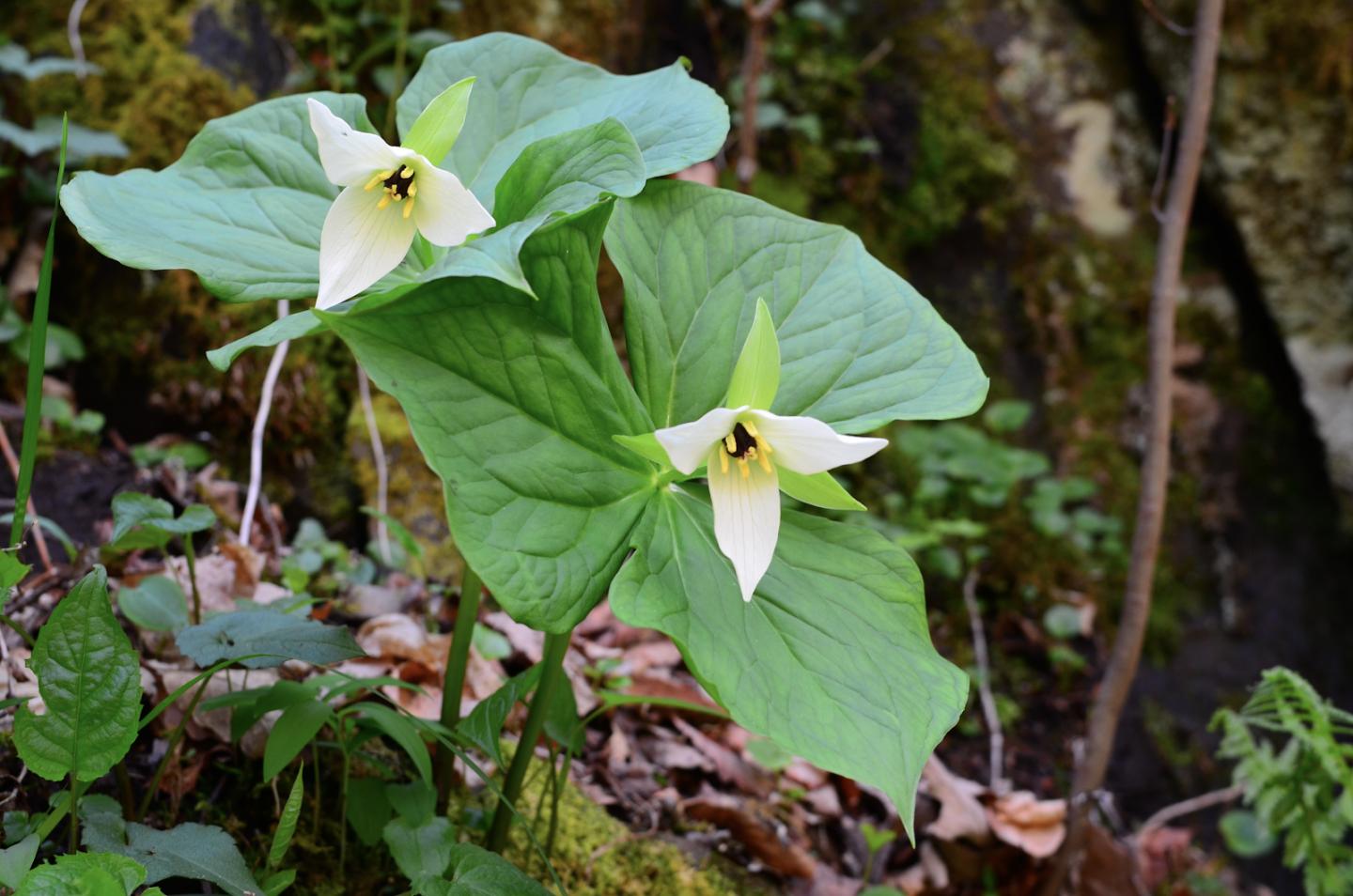 Short Plants with Broad, Thin Leaves Most Sensitive to Urbanization