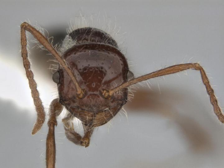 The Species <i>Melophorus hirsutus</i> Showing Its Peculiar Protruding Eyes