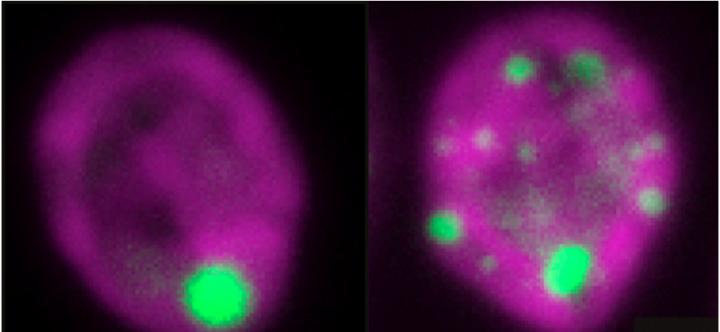 Algae Containing Carbon Dioxide-Fixing Organelles Called Pyrenoids