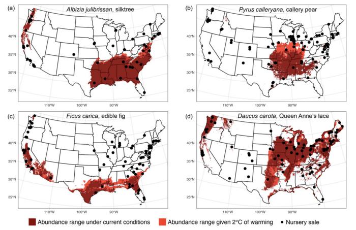 Examples of nursery sales within current and future ranges of four ornamental invasive plants with high risk of spreading because of horticulture: (a) Albizia julibrissan, (b) Pyrus calleryana, (c) Ficus carica, and (d) Daucas carota.