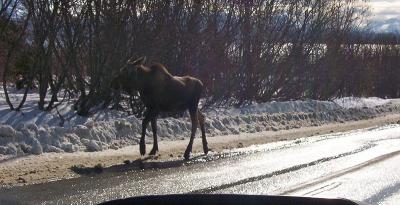 Moose Road Crossings are Dangerous for the Mammals and Men
