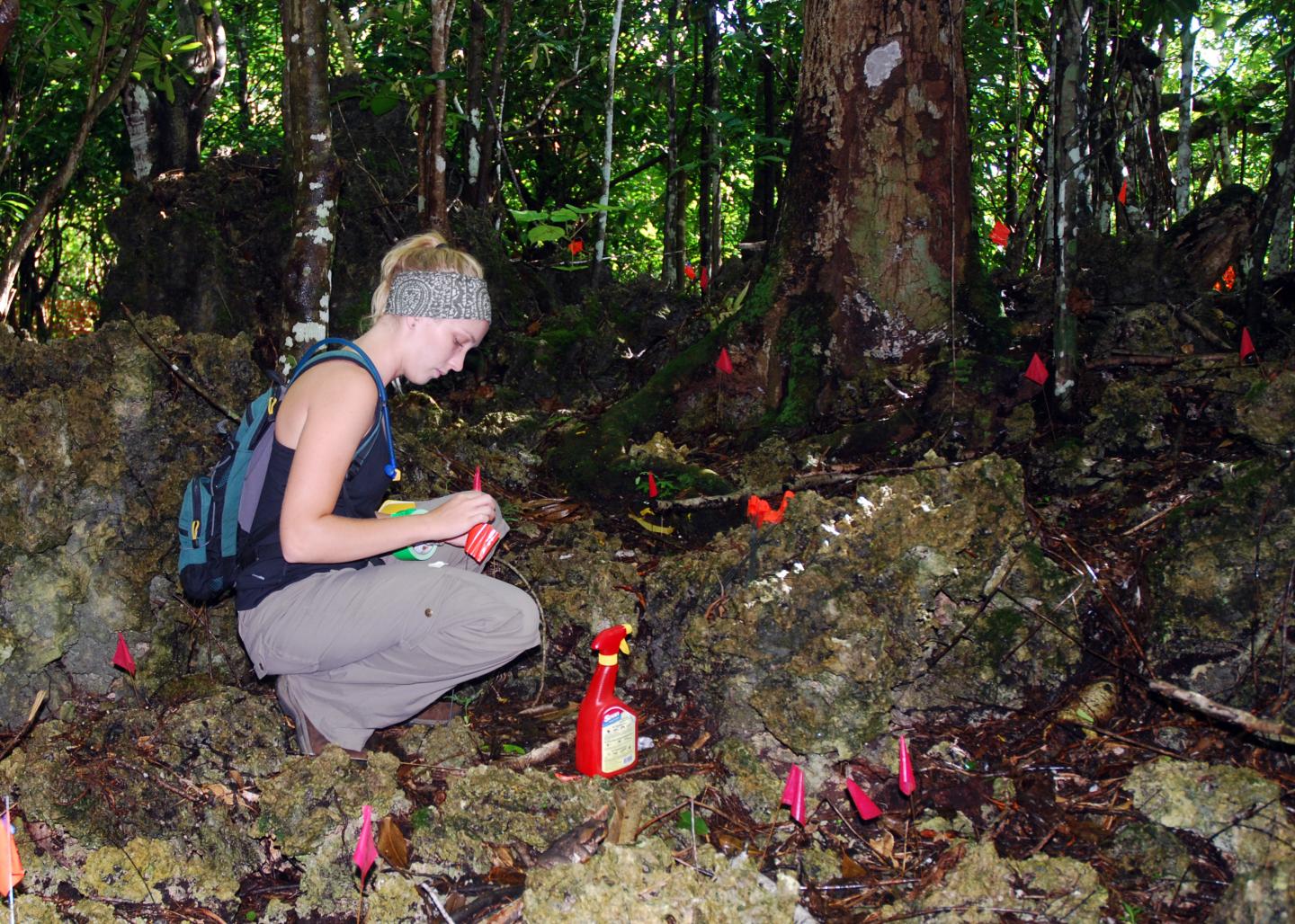 Serianthes seedlings