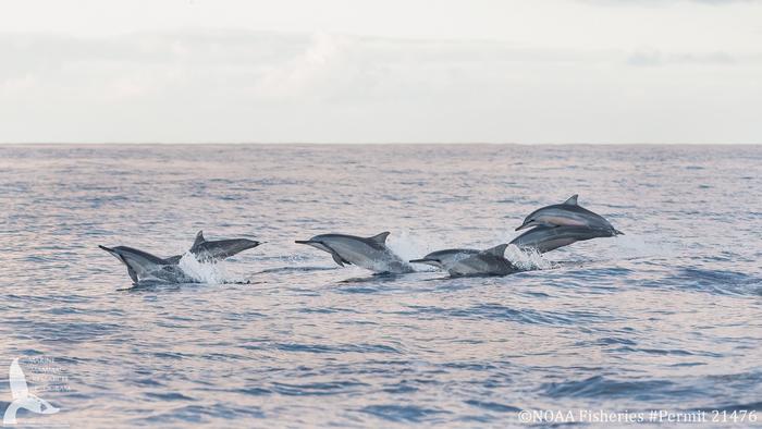 Leaping dolphins at the surface