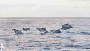 Leaping dolphins at the surface