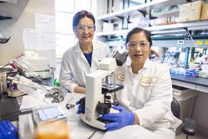 Senior author Yu-Jui Yvonne Wan and first author Ying Hu UC Davis