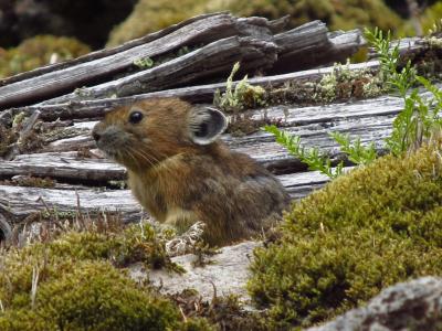 Pika in the Moss
