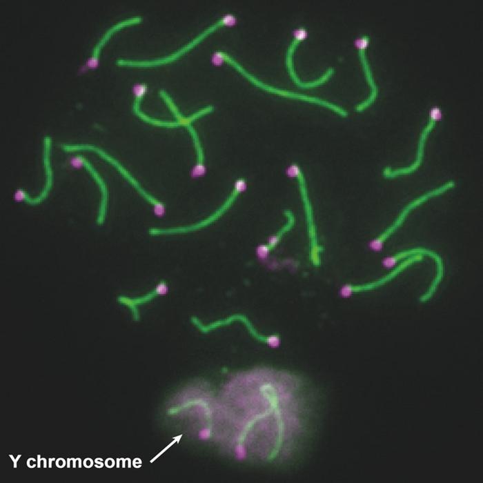 Chromosomes, showing the Y chromosome