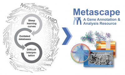 Metascape, A Gene Annotation And Analysis Resource