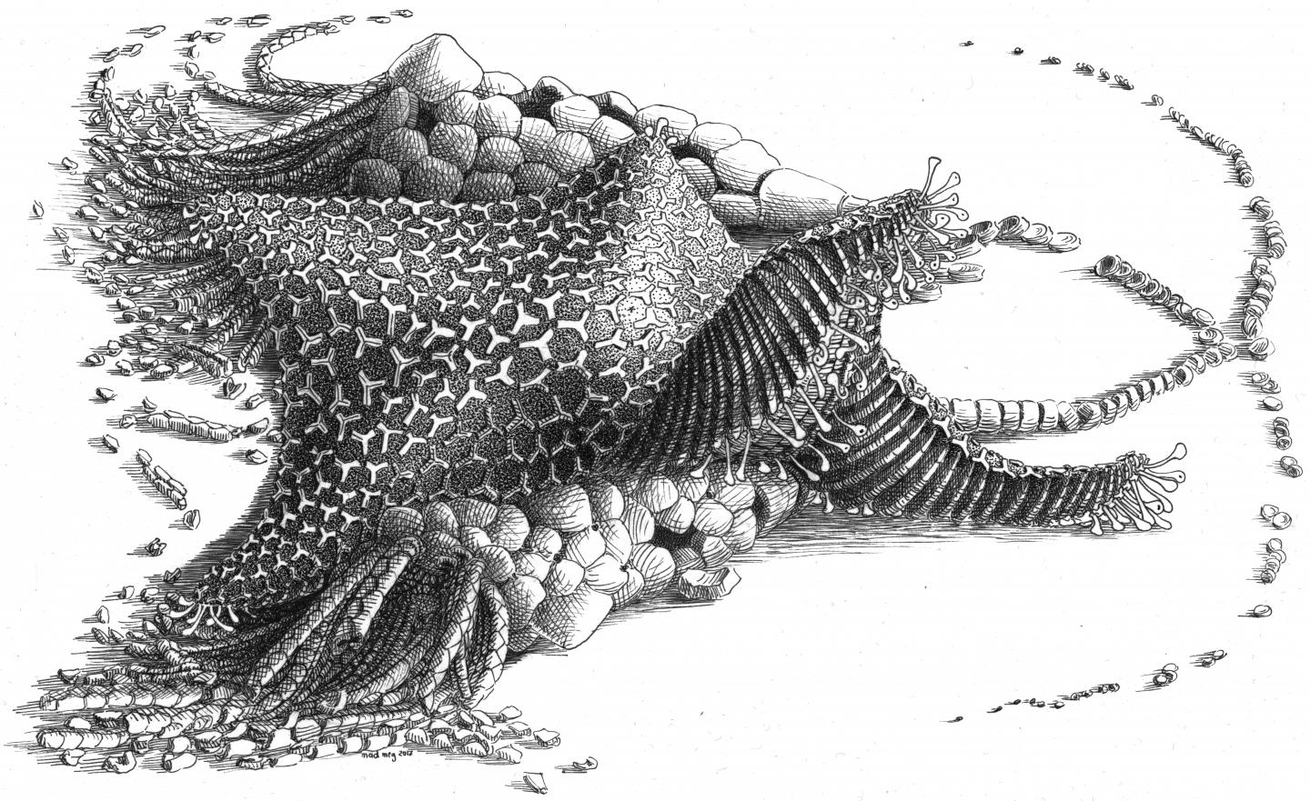 Reconstruction of Cantabrigiaster fezouataensis by Madmeg
