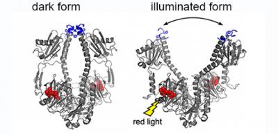 The Crystal Structure of Bacterial Phytochrome