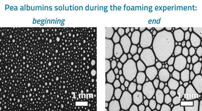 Pea albumin solution pictures: beginning and end