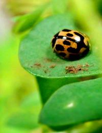14 Spot ladybird