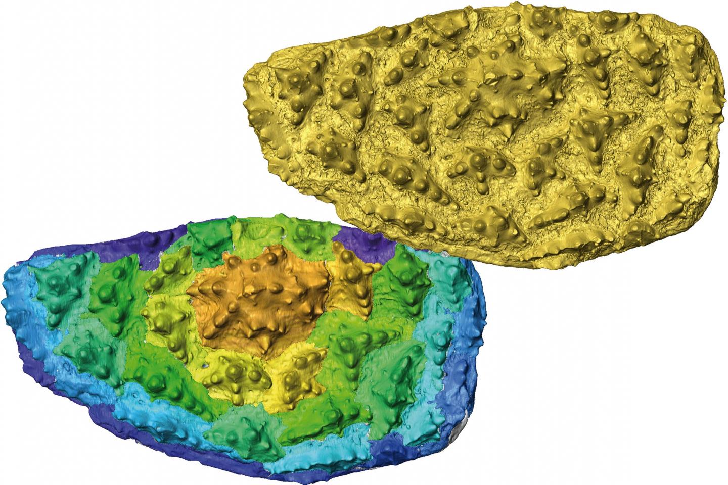 Computer Model of Virtual Development of the Tooth Plate of <i>Romundina Stellina</i>