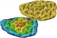 Computer Model of Virtual Development of the Tooth Plate of <i>Romundina Stellina</i>