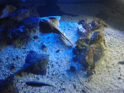 Skates in an Aquarium