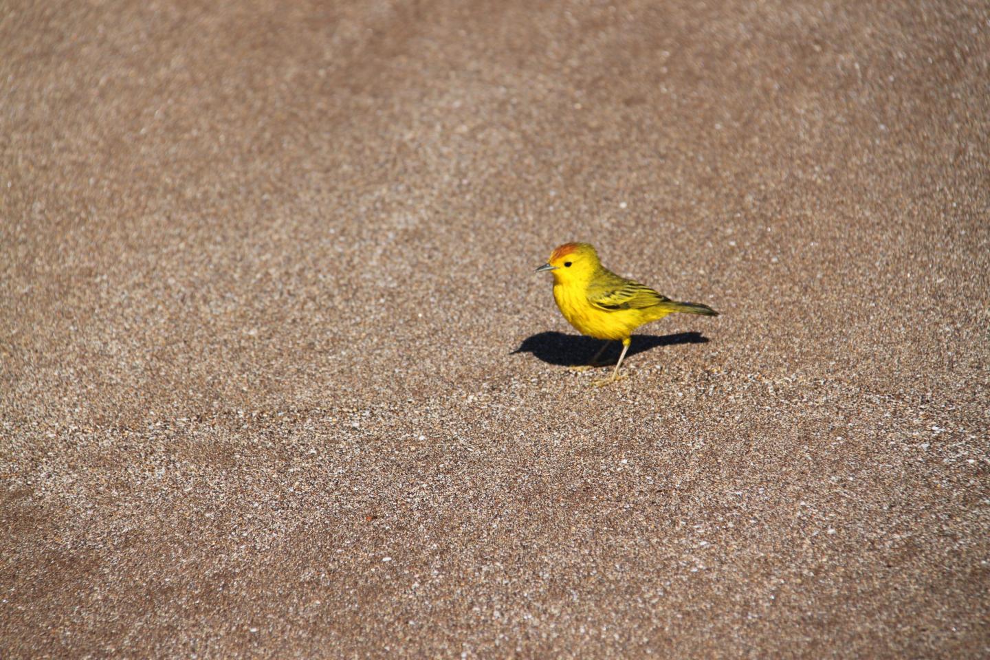Gal&aacute;pagos Warbler
