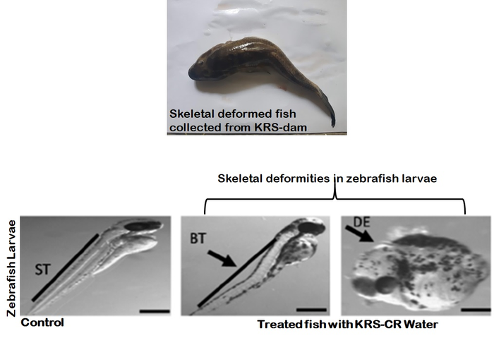 Deformities seen in zebrafish treated with KRS-Cauvery water