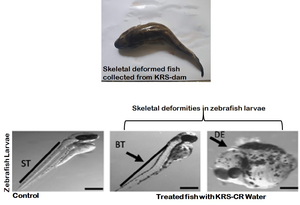 Deformities seen in zebrafish treated with KRS-Cauvery water