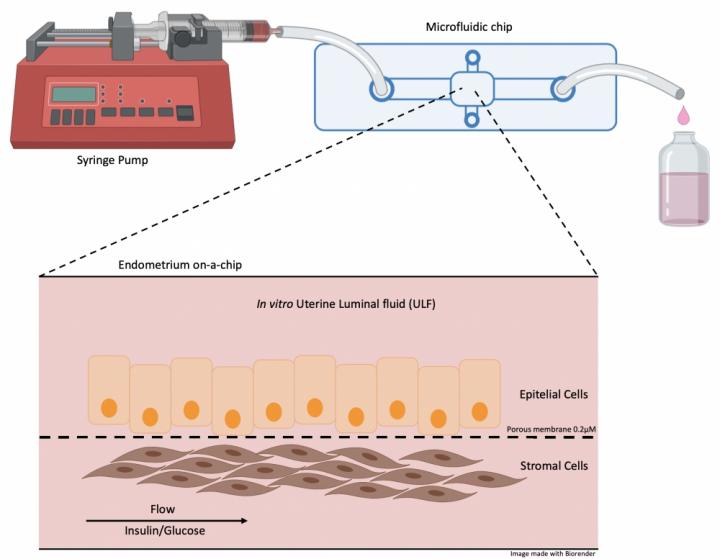 Chip mimicking bovine endometrium