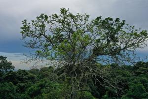 A giant tree badly damaged by lightning.