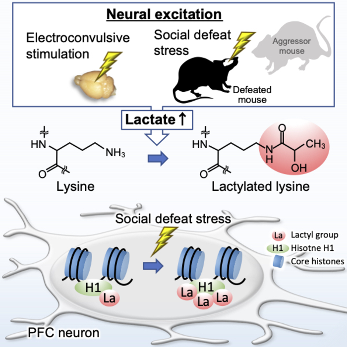 Protein lactylation induced by neural excitation