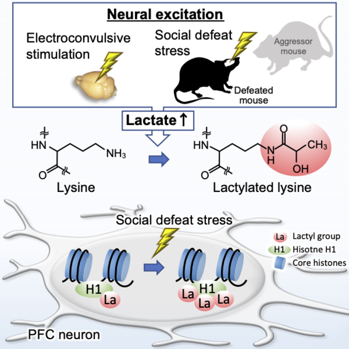 protein lactylation induced by neural excitation