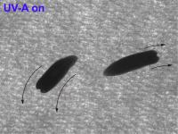 Coordinated movement by decapitated flatworm is induced by UV-A light.