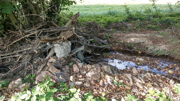 Woody debris clogging a small creek
