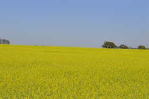 Carinata in full bloom at a producer’s field in Georgia